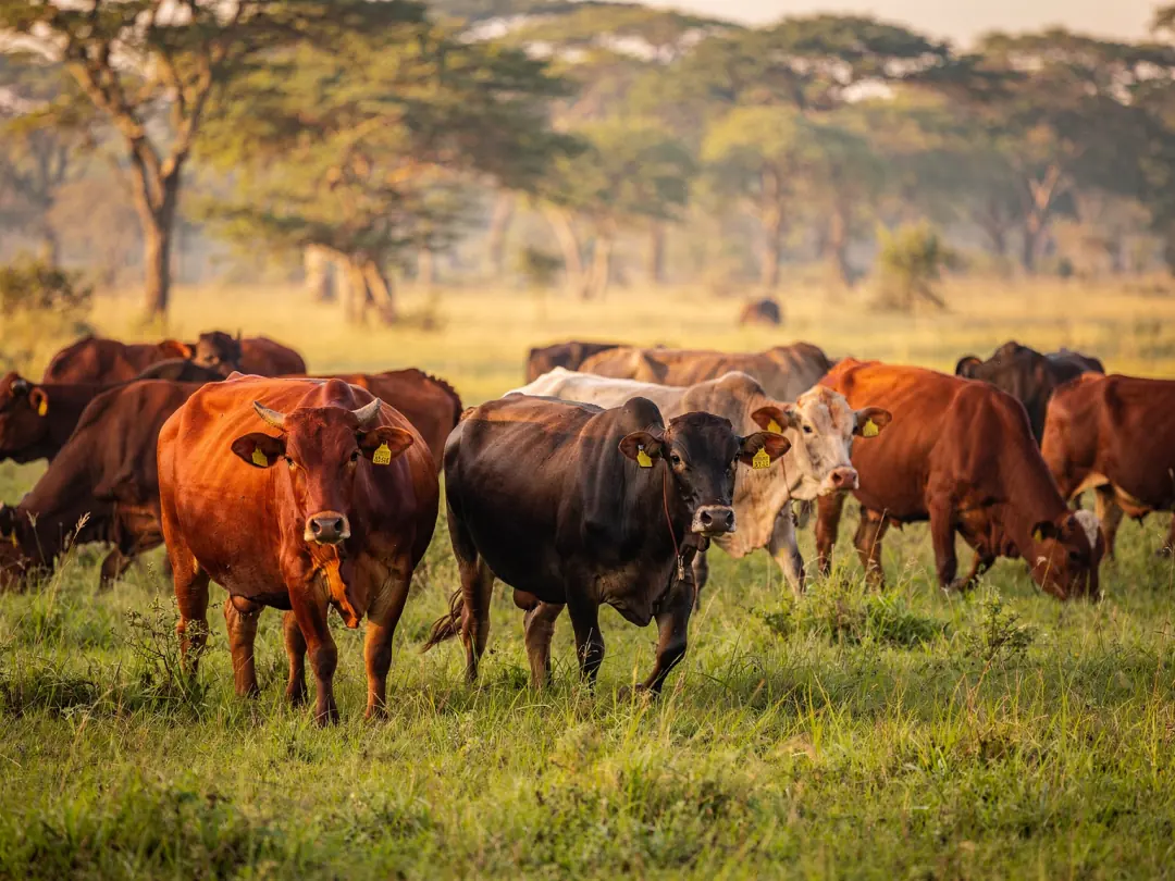Bovins au pâturage dans la savane